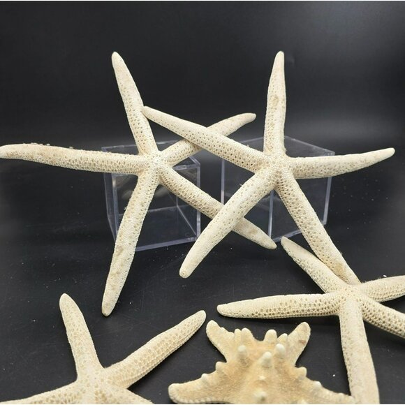 Natural White Starfish Collection For Crafts & Decor Large and Small DH1362 - Picture 4 of 8